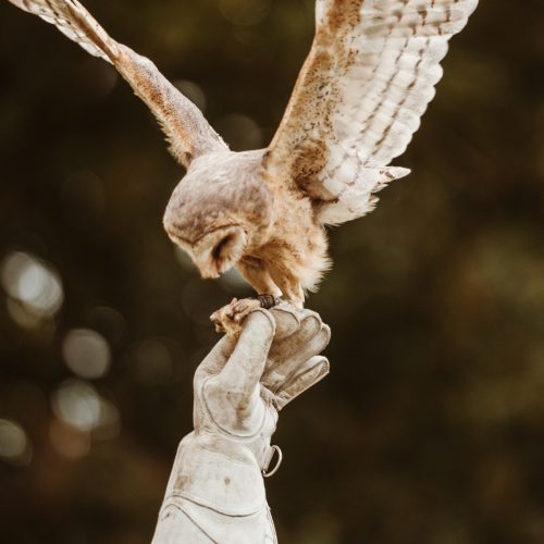 Sussex Handfasting Photography